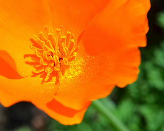 California poppy