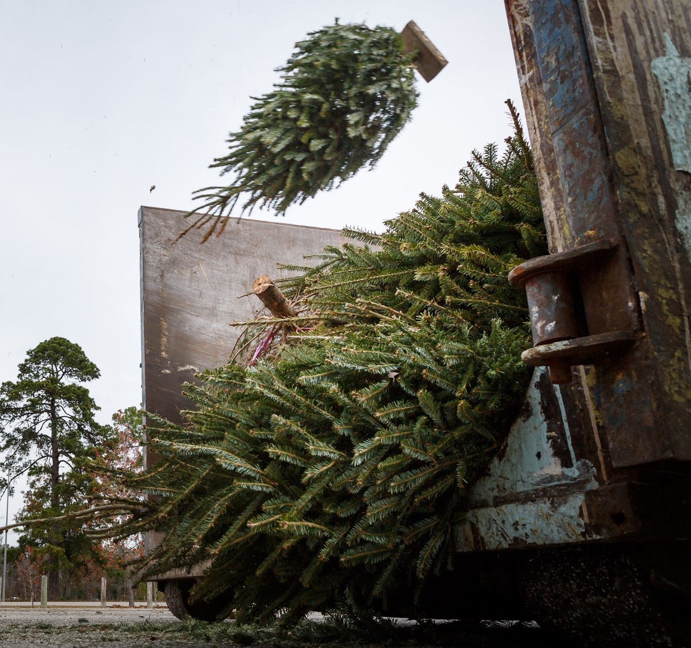 tossed Christmas trees